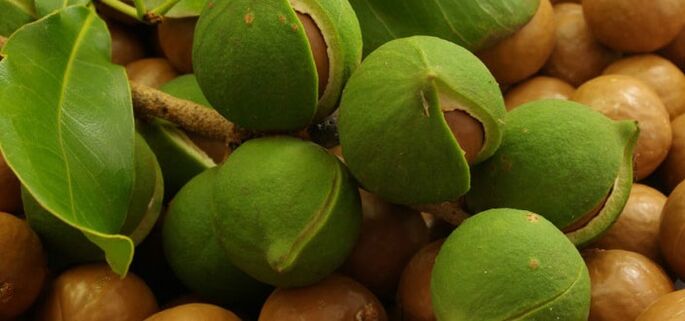 Australian walnuts